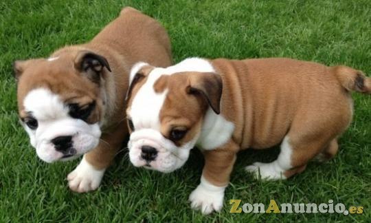 2 Cachorros De Bulldog Inglés Para Adopción